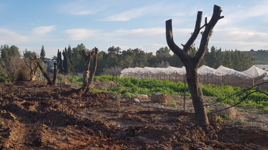 שתילת האלונים החדשים שקיבלנו במתנה מהרט"ג   (1)