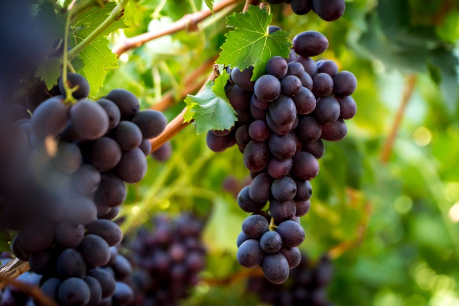 אדורה חיימקה  (4)